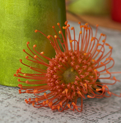 Photostyling by Photostylist Herb Schnabel