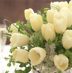 Photostylist - Schnabel